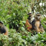 Golden Monkey Tracking in Mgahinga