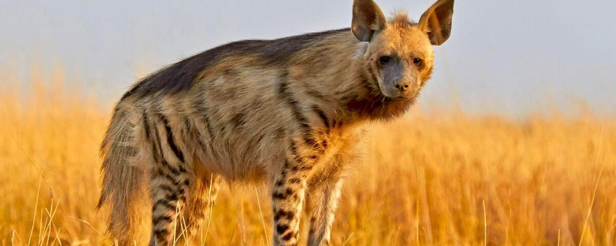 Hyena Tracking in Kidepo Valley National Park