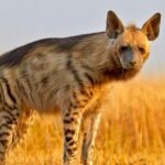 Hyena Tracking in Kidepo Valley National Park