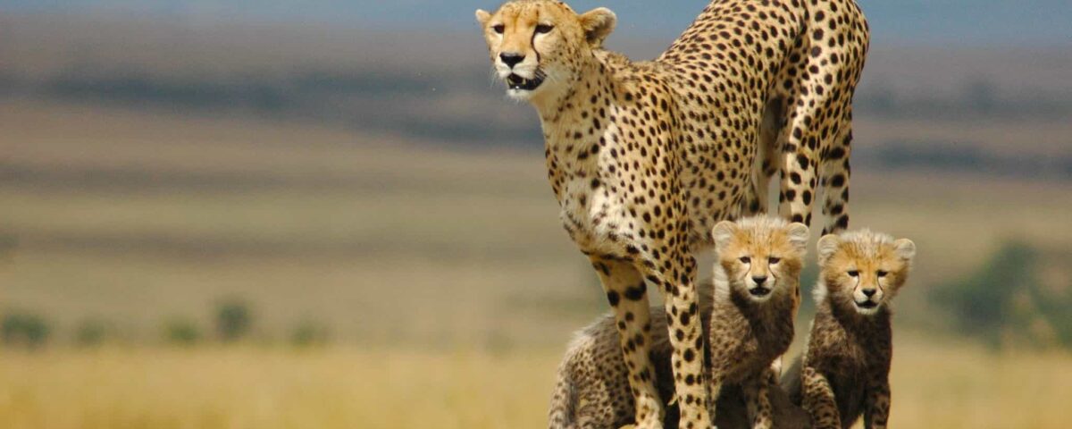 Cheetah Tracking in Kidepo Valley National Park