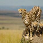Cheetah Tracking in Kidepo Valley National Park