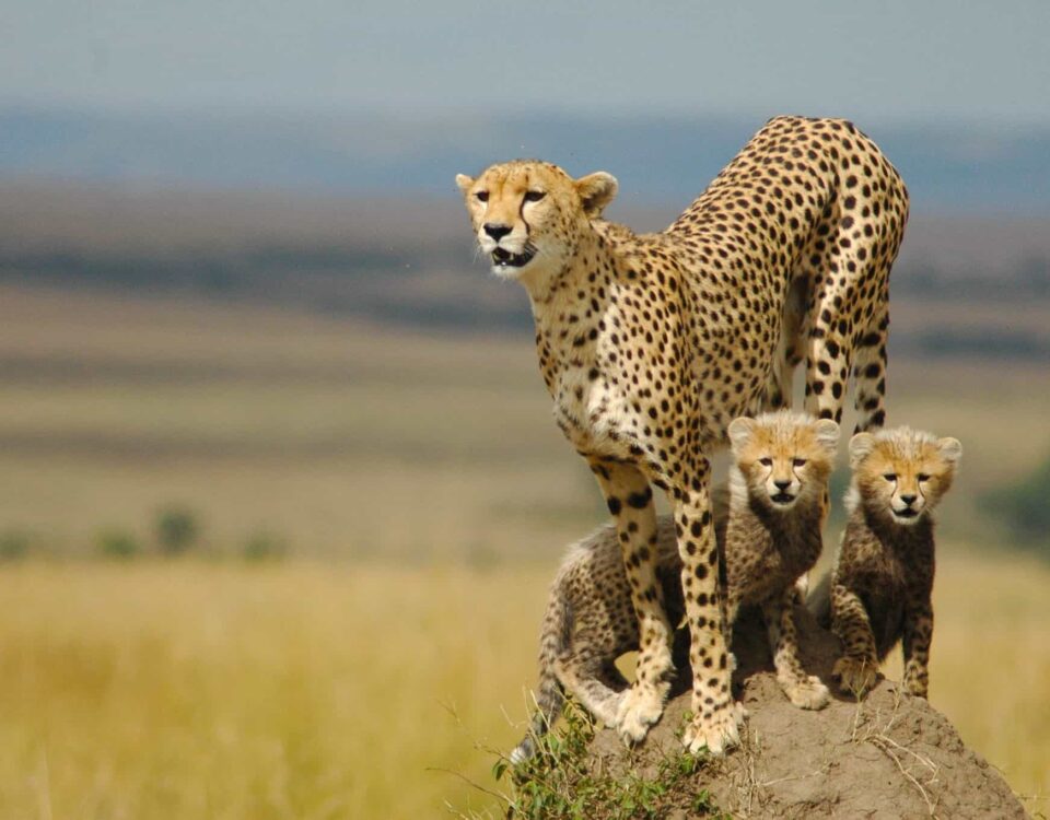Cheetah Tracking in Kidepo Valley National Park
