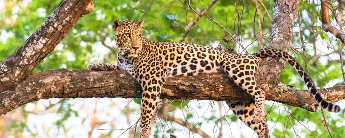 Leopard Sightings in Semuliki Wildlife Reserve