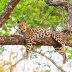 Leopard Sightings in Semuliki Wildlife Reserve