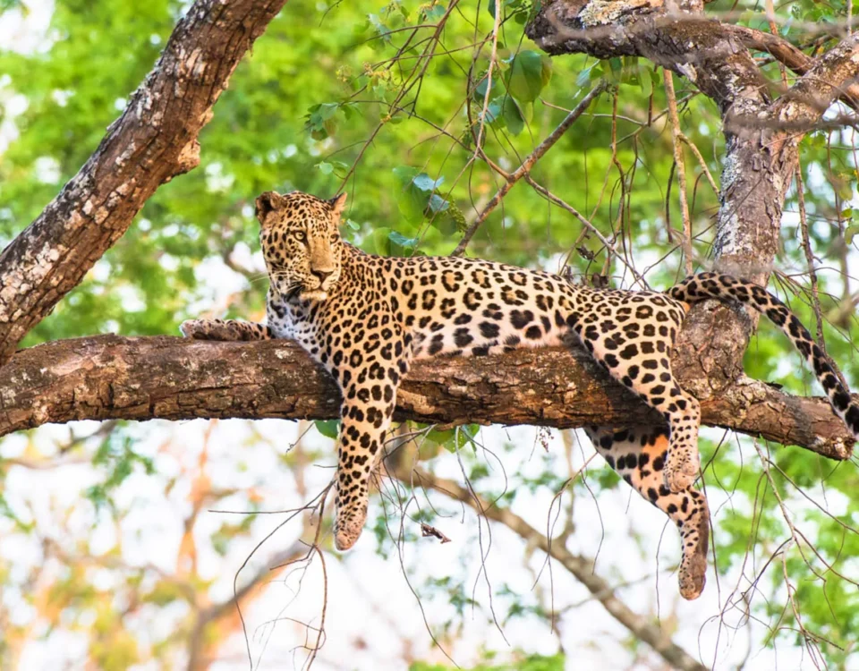 Leopard Sightings in Semuliki Wildlife Reserve
