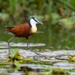Birding at Lake Opeta and Bisina