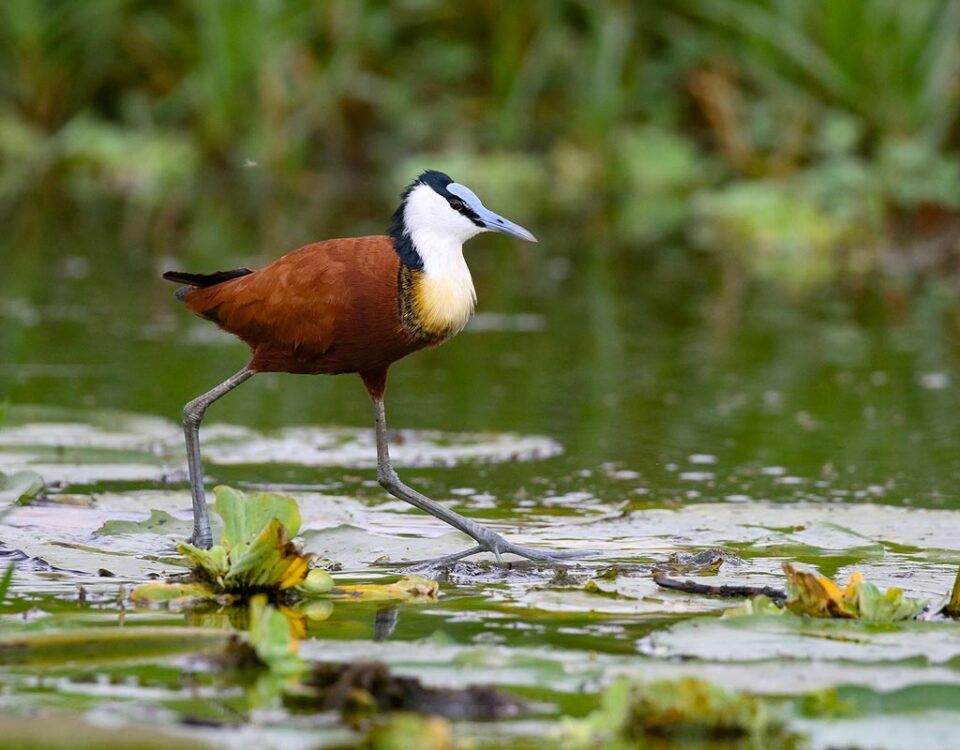 Birding at Lake Opeta and Bisina