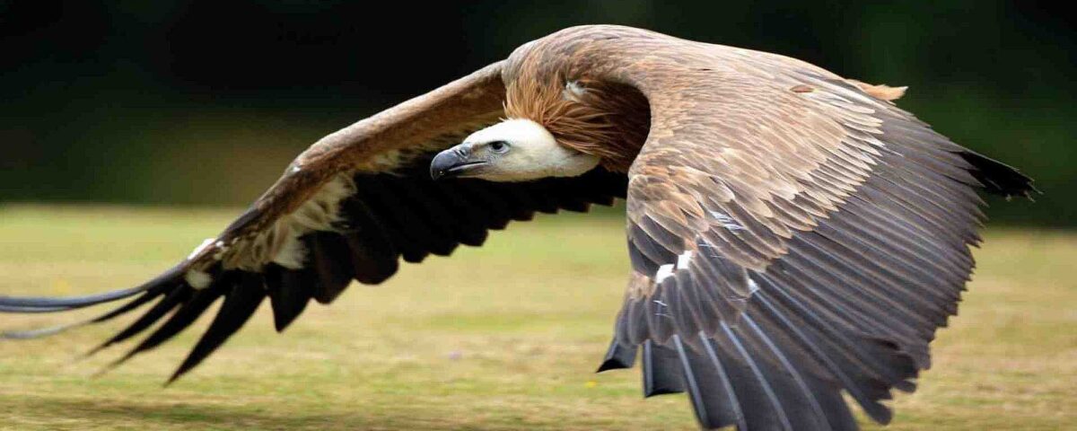 Birding in Queen Elizabeth National Park