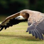 Birding in Queen Elizabeth National Park