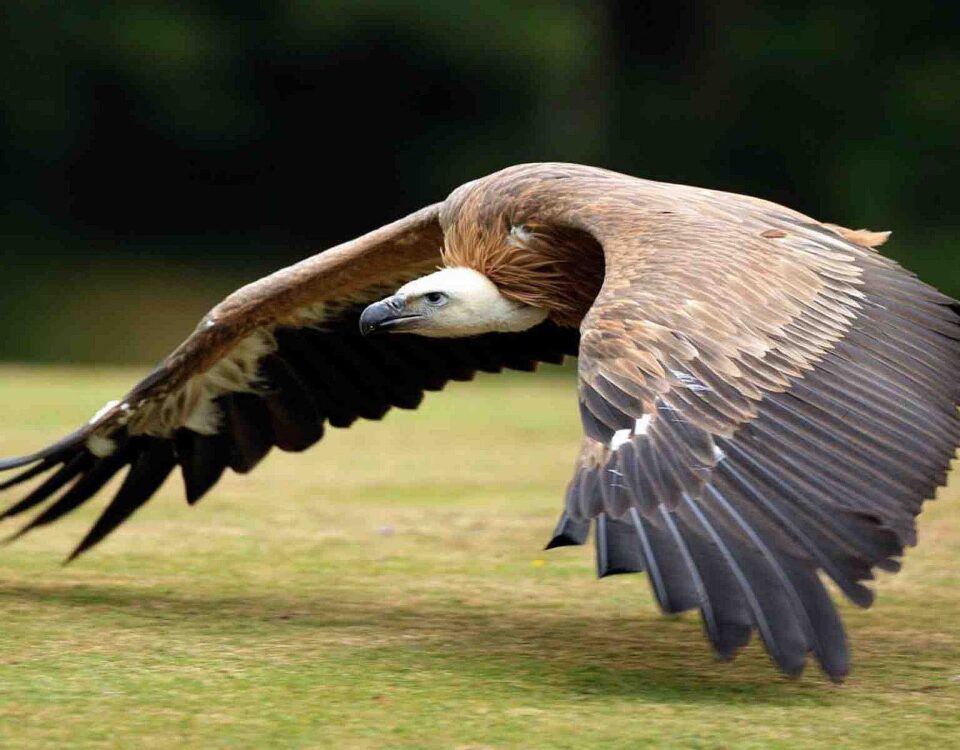 Birding in Queen Elizabeth National Park