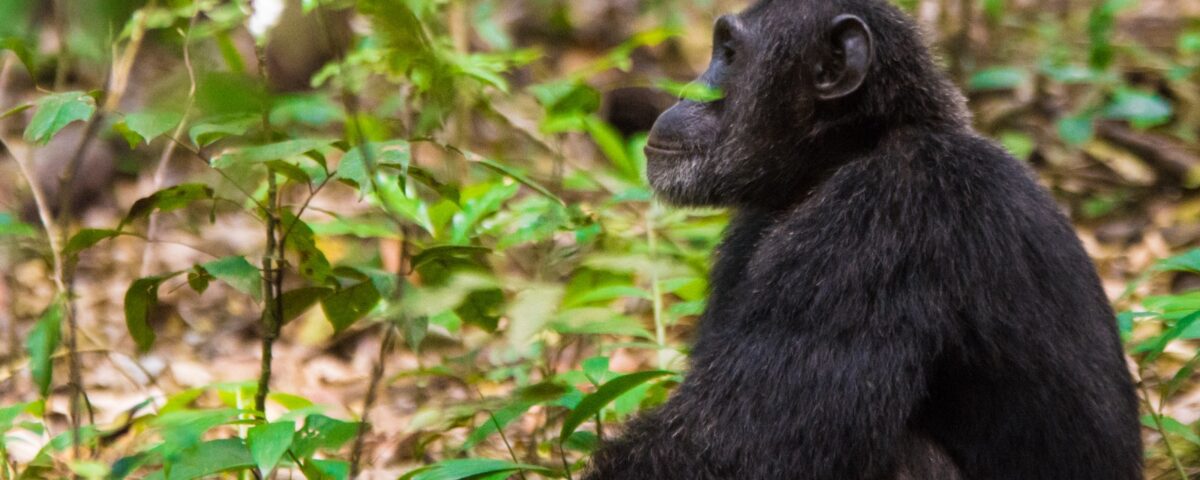 Can I Do Chimpanzee Tracking Along with Gorilla and Wildlife Safaris