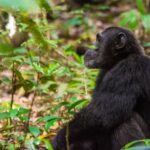 Can I Do Chimpanzee Tracking Along with Gorilla and Wildlife Safaris