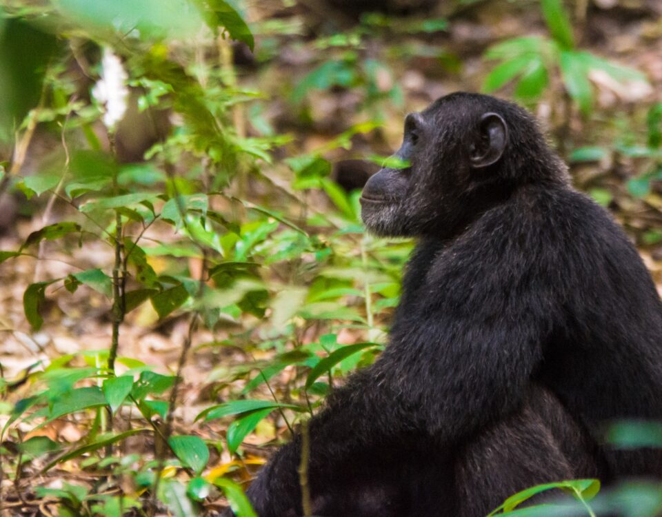 Can I Do Chimpanzee Tracking Along with Gorilla and Wildlife Safaris