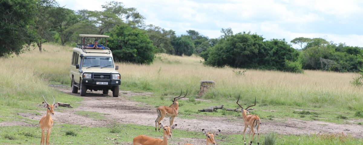 Can I Do Self-Drive Game Drives in Uganda Parks?