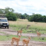 Can I Do Self-Drive Game Drives in Uganda Parks?