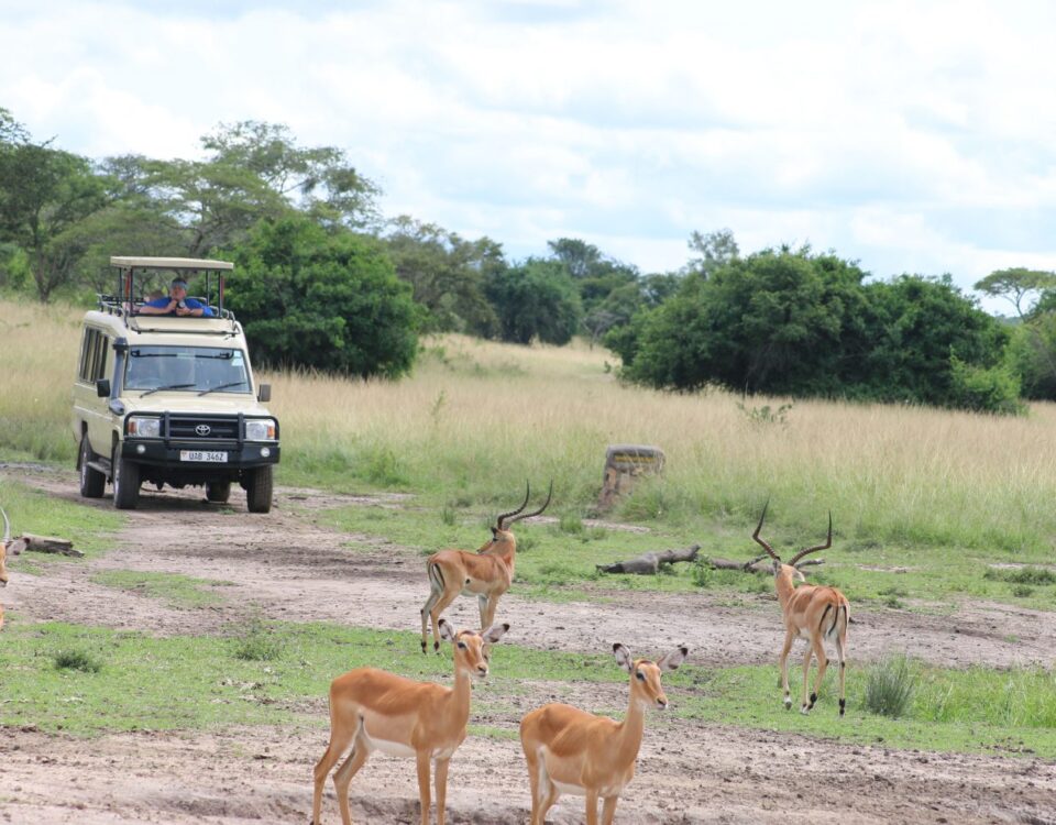 Can I Do Self-Drive Game Drives in Uganda Parks?