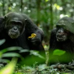 Chimpanzee Trekking and Primate Walk in Uganda