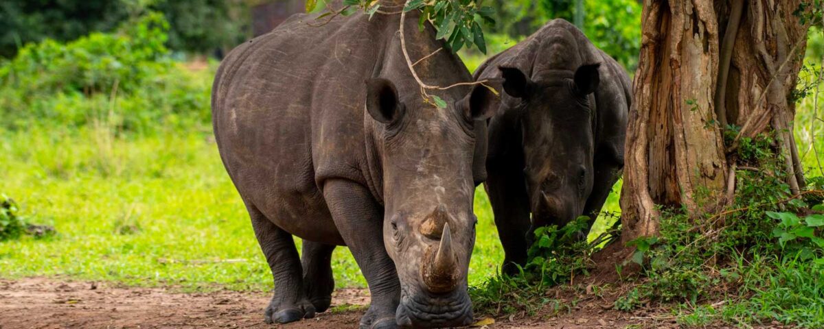 How Long Does a Rhino Tracking Activity Take at Ziwa Rhino Sanctuary?