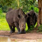How Long Does a Rhino Tracking Activity Take at Ziwa Rhino Sanctuary?