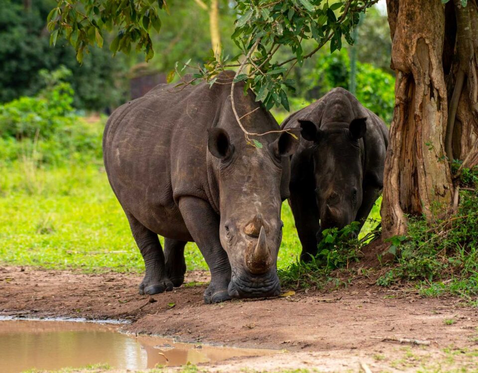 How Long Does a Rhino Tracking Activity Take at Ziwa Rhino Sanctuary?