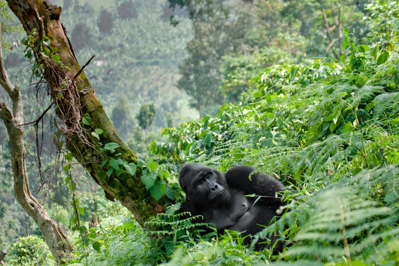 How Many Days Do I Need for a Combined Gorilla and Wildlife Safari in Uganda