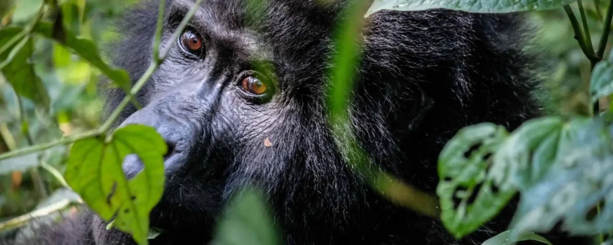 Is It Safe to Travel to Uganda for a Gorilla and Wildlife Safari? 