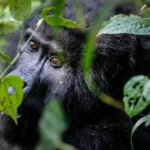 Is It Safe to Travel to Uganda for a Gorilla and Wildlife Safari? 