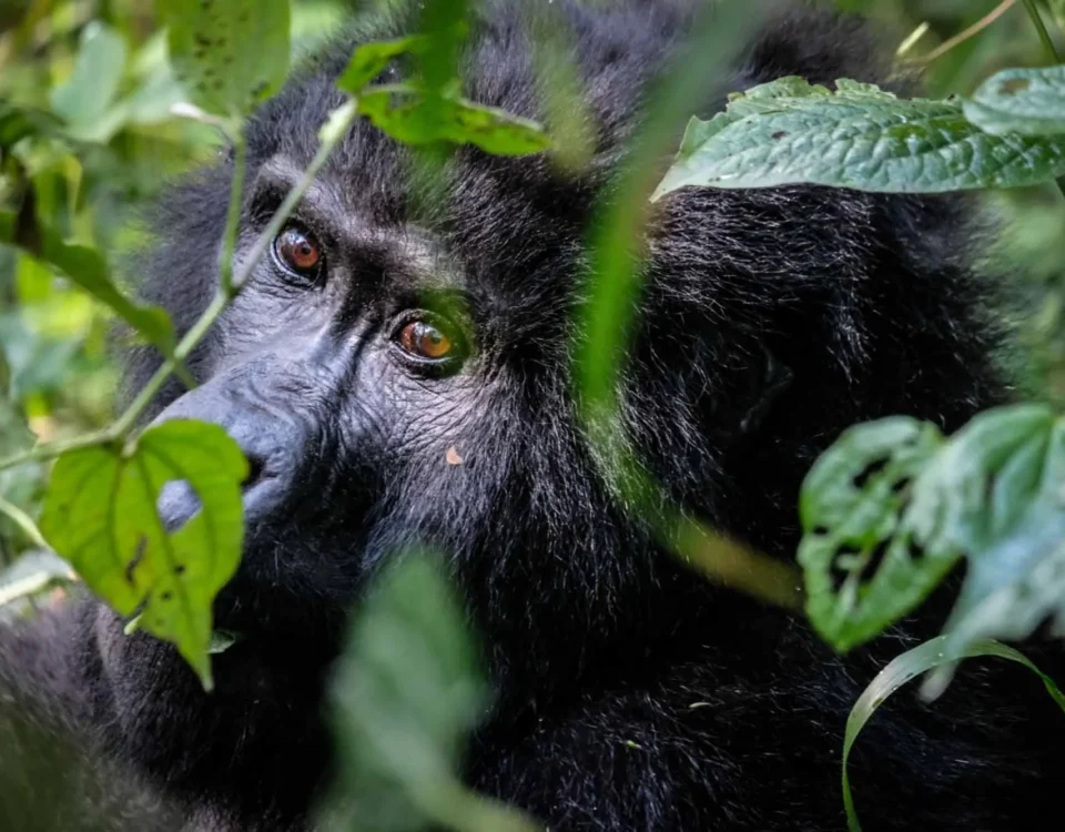 Is It Safe to Travel to Uganda for a Gorilla and Wildlife Safari? 
