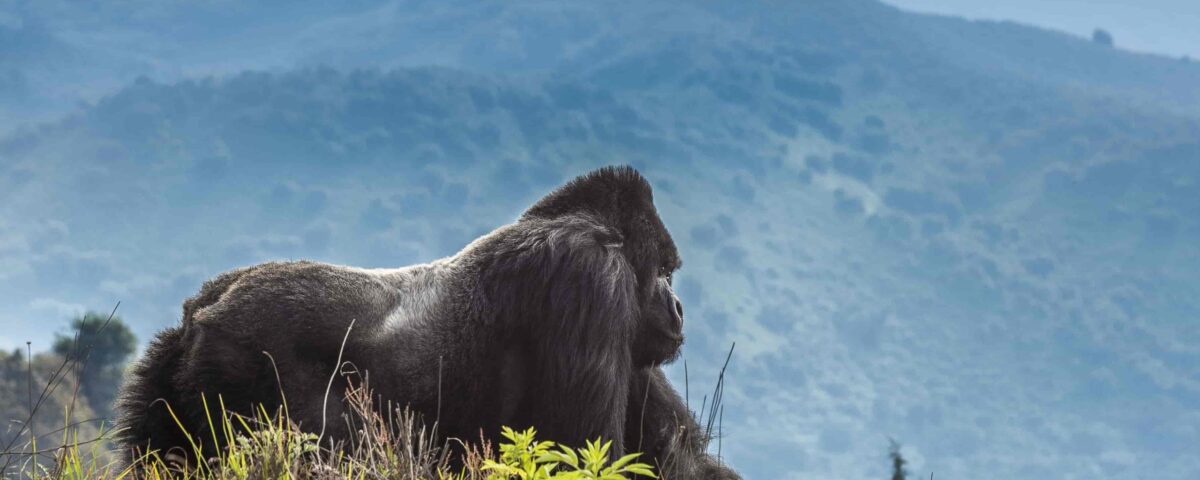 Tour Trip to Volcanoes National Park in Rwanda