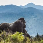 Tour Trip to Volcanoes National Park in Rwanda