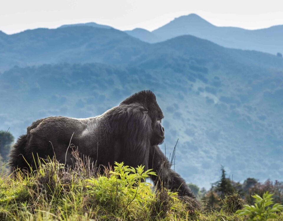 Tour Trip to Volcanoes National Park in Rwanda