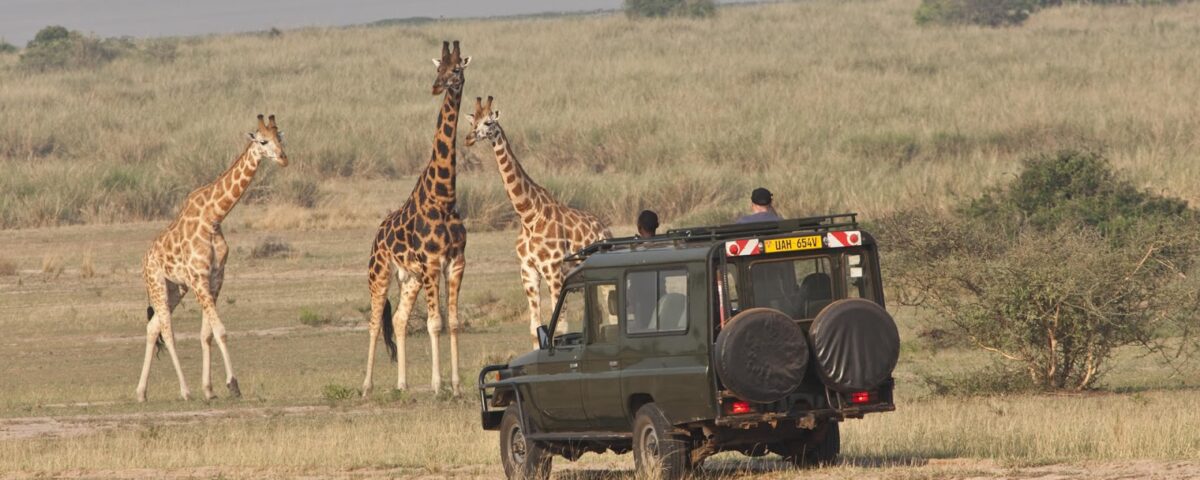 What Type of Animals Will I See on a Game Drive in Uganda