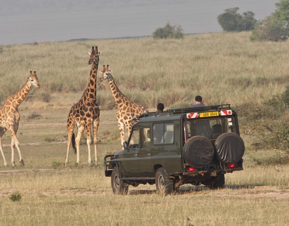 What Type of Animals Will I See on a Game Drive in Uganda