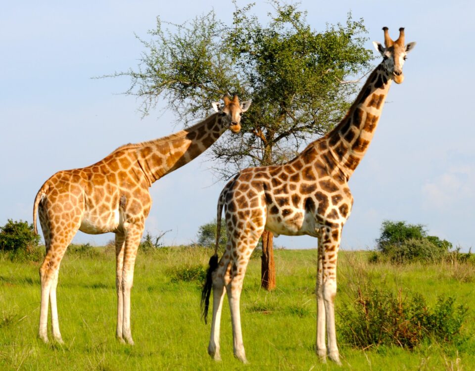 Where to Spot Giraffes in Uganda