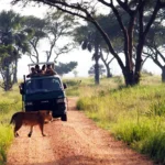 What Should I Bring on a Uganda Game Drive?