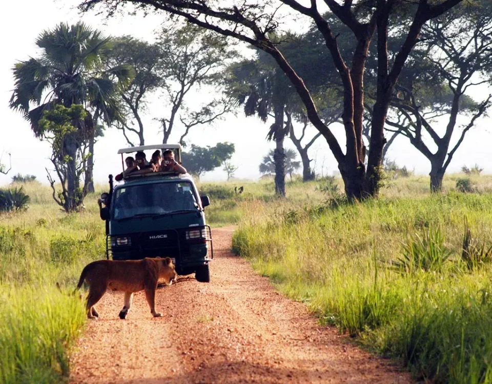 What Should I Bring on a Uganda Game Drive?