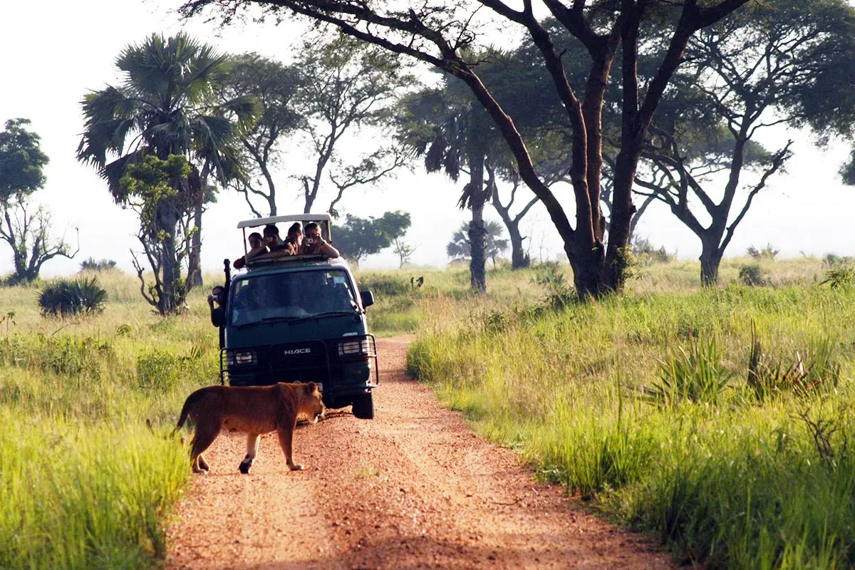  Uganda Game Drive