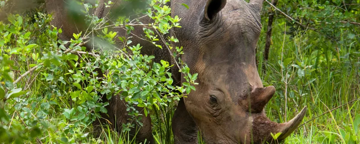 Can I Combine a Visit to Ziwa Rhino Sanctuary with a Murchison Falls Safari?