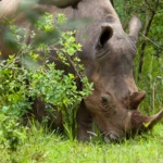 Can I Combine a Visit to Ziwa Rhino Sanctuary with a Murchison Falls Safari?