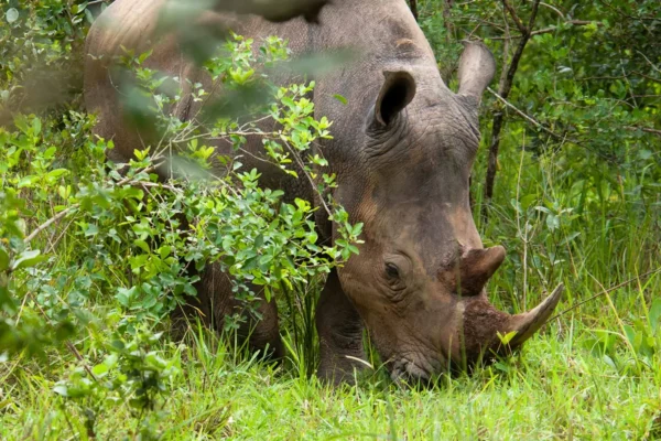 Can I Combine a Visit to Ziwa Rhino Sanctuary with a Murchison Falls Safari? Can I Combine a Visit to Ziwa Rhino Sanctuary with a Murchison Falls Safari?