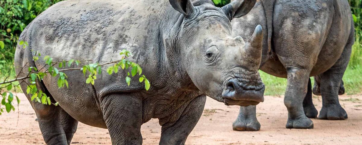 What is the Best Time of Year to Visit Ziwa Rhino Sanctuary?