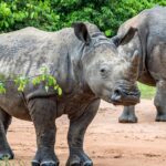 What is the Best Time of Year to Visit Ziwa Rhino Sanctuary?