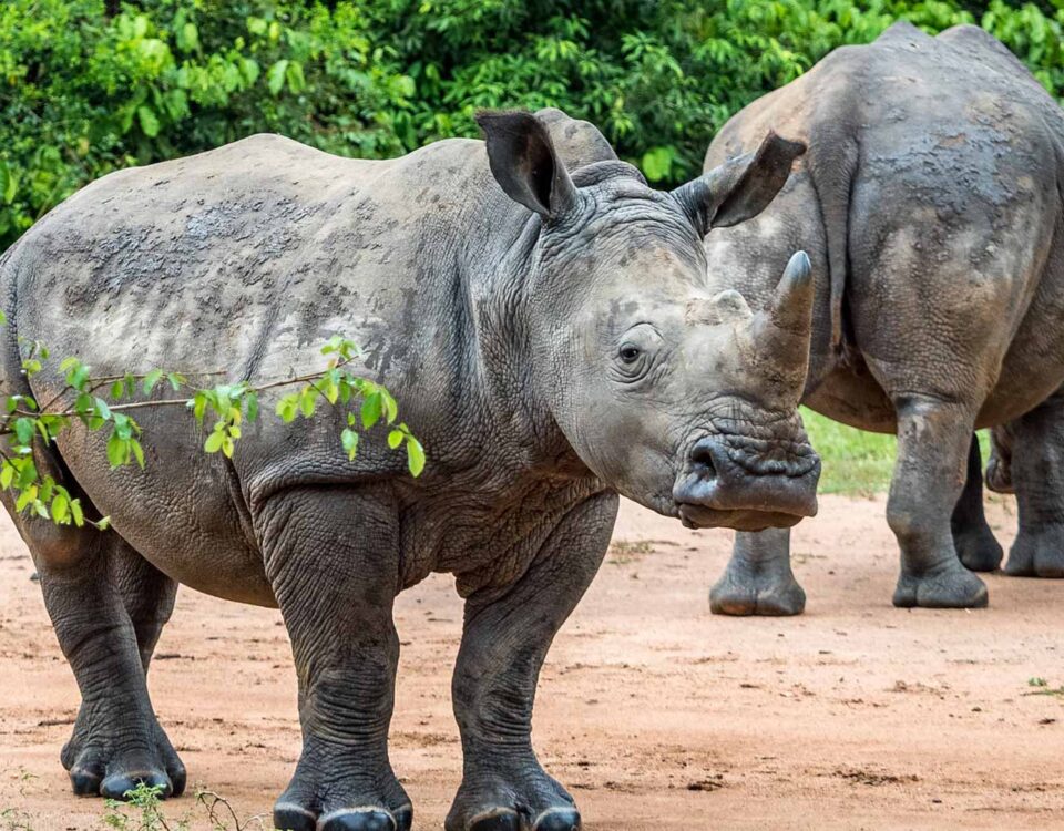 What is the Best Time of Year to Visit Ziwa Rhino Sanctuary?