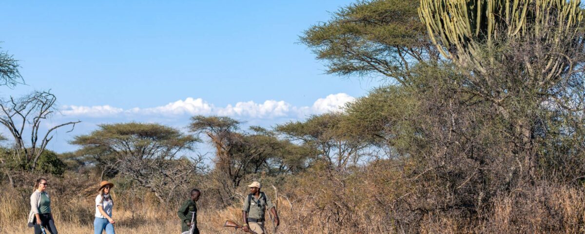 What is the Best Time to Do a Walking Safari in Uganda?