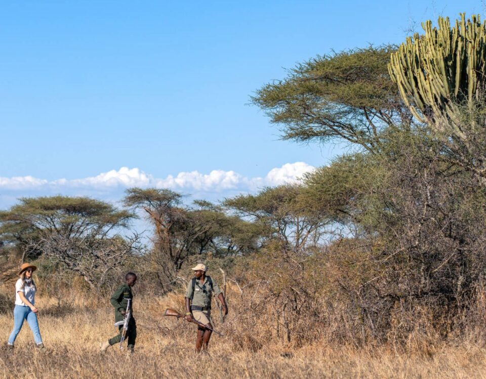 What is the Best Time to Do a Walking Safari in Uganda?