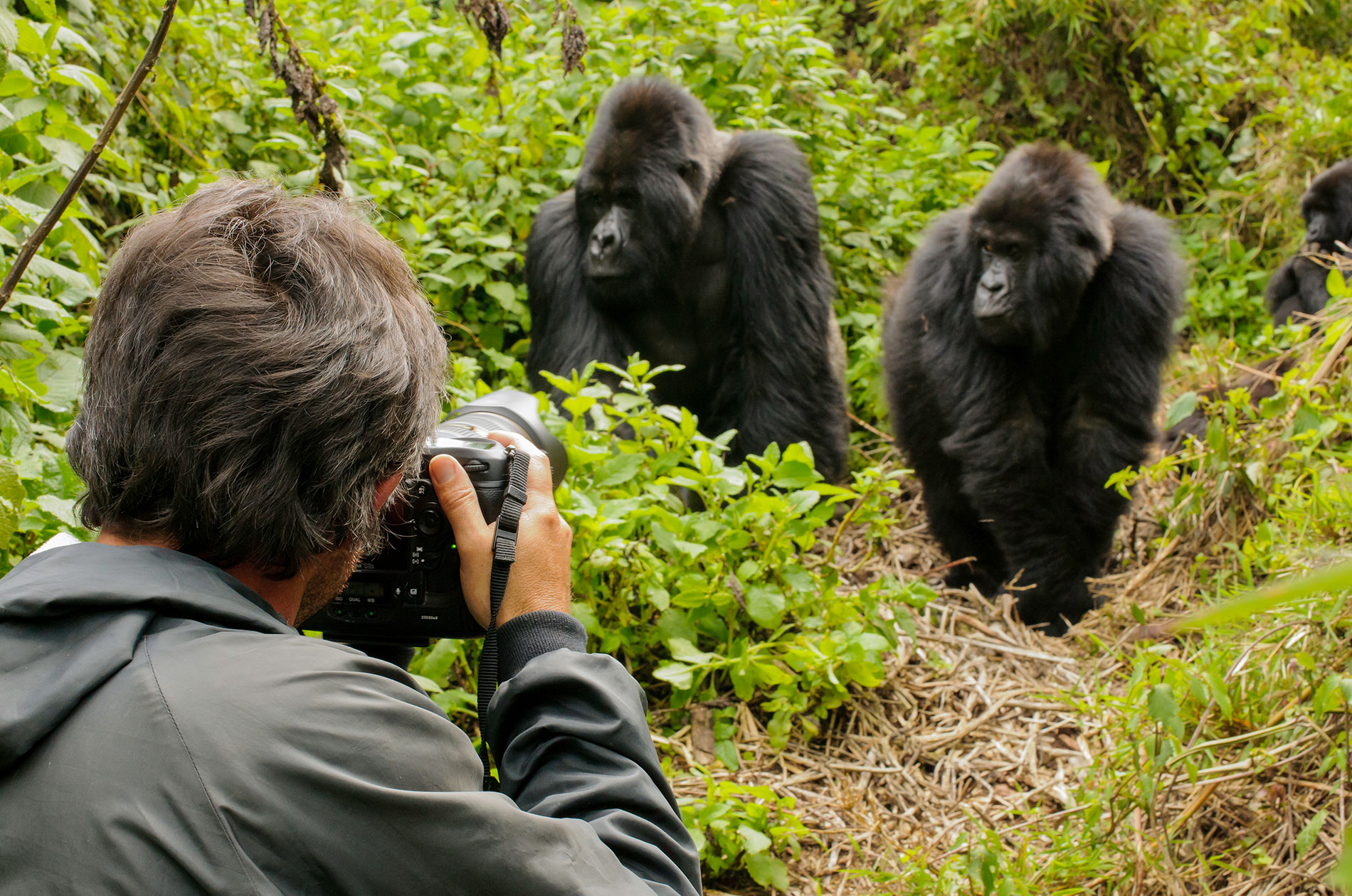 Uganda Gorilla Trekking