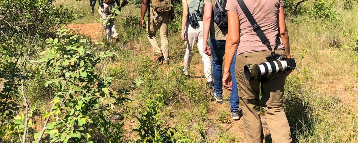 Are Walking Safaris Available Year-Round?