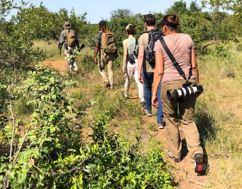 Are Walking Safaris Available Year-Round?