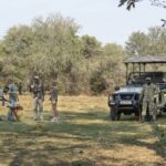 Can I Do a Walking Safari in Combination with a Game Drive?