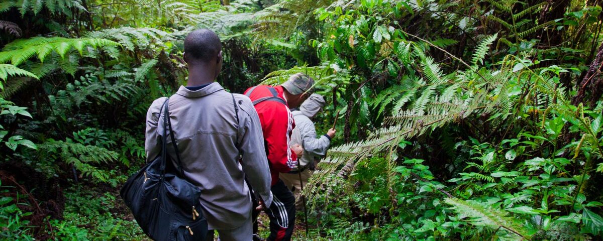 Are There Walking Safaris in Uganda’s Forested Areas?